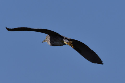 0.4倍トリミング 2019/2月 SIGMA150-600C+D500 600mm F8 ss1/1000 ISO110 AF-C ダイナミック25