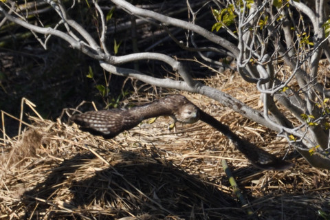 約0.67倍トリミング 2019/2月 SIGMA150-600C+D500 600mm F8 ss1/1250 ISO500 AF-C シングル