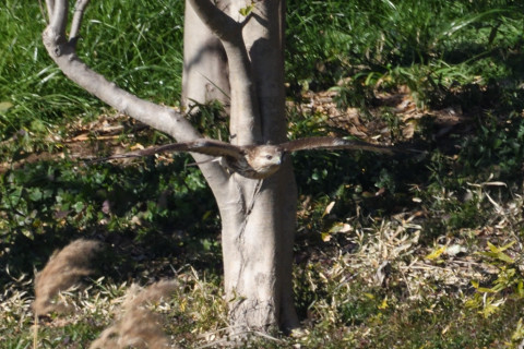 約0.67倍トリミング 2019/2月 SIGMA150-600C+D500 600mm F8 ss1/1250 ISO640 AF-C シングル