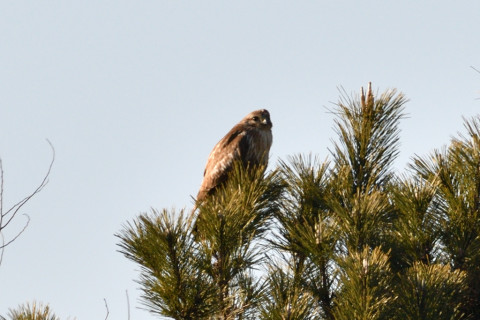 約0.67倍トリミング 2019/2月 SIGMA150-600C+D500 600mm F8 ss1/1250 ISO180