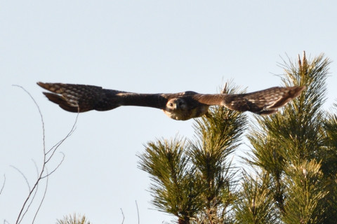 約0.67倍トリミング 2019/2月 SIGMA150-600C+D500 600mm F8 ss1/1250 ISO220 AF-C シングル 