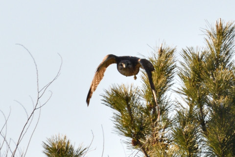 約0.67倍トリミング 2019/2月 SIGMA150-600C+D500 600mm F8 ss1/1250 ISO220 AF-C シングル 