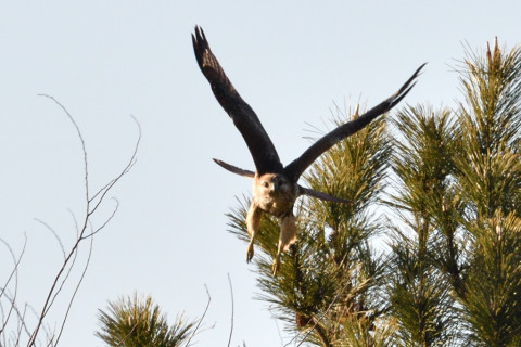 約0.67倍トリミング 2019/2月 SIGMA150-600C+D500 600mm F8 ss1/1250 ISO220 AF-C シングル 