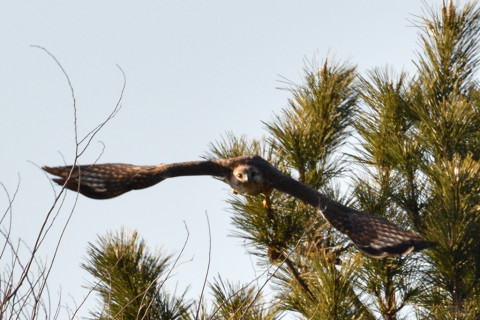 約0.67倍トリミング 2019/2月 SIGMA150-600C+D500 600mm F8 ss1/1250 ISO200 AF-C シングル