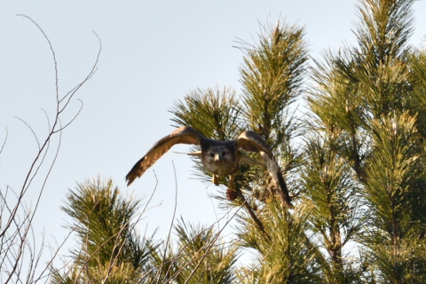 約0.67倍トリミング 2019/2月 SIGMA150-600C+D500 600mm F8 ss1/1250 ISO180 AF-C シングル