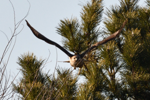 約0.67倍トリミング 2019/2月 SIGMA150-600C+D500 600mm F8 ss1/1250 ISO180 AF-C シングル