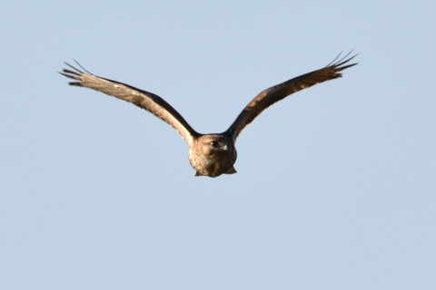 0.5倍トリミング 2019/2月 SIGMA150-600C+D500 600mm F8 ss1/1250 ISO140 AF-C シングル