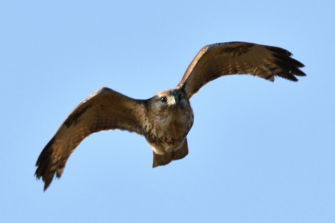 0.5倍トリミング 2019/2月 SIGMA150-600C+D500 600mm F8 ss1/1250 ISO180 AF-C シングル