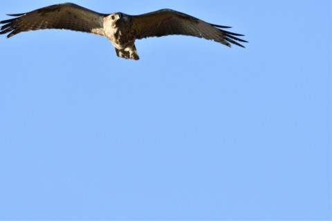 2019/2月 SIGMA150-600C+D500 600mm F8 ss1/1250 ISO220 AF-C シングル