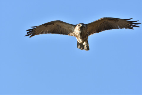 2019/2月 SIGMA150-600C+D500 600mm F8 ss1/1250 ISO280 AF-C シングル