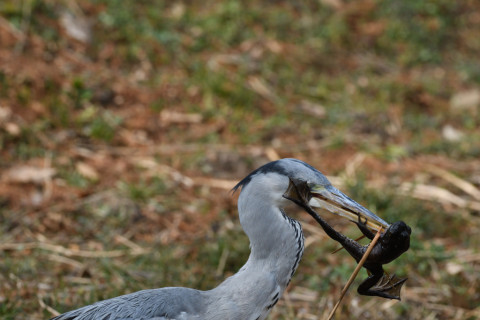 2019/2月 SIGMA150-600C+D500 440mm F8 ss1/1250 ISO800