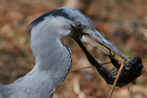 約0.33倍トリミング 2019/2月 SIGMA150-600C+D500 600mm F8 ss1/1250 ISO800