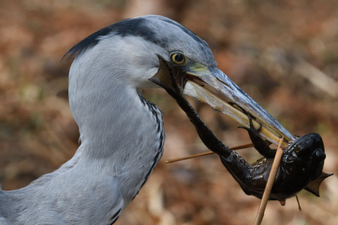 約0.33倍トリミング 2019/2月 SIGMA150-600C+D500 600mm F8 ss1/1250 ISO800