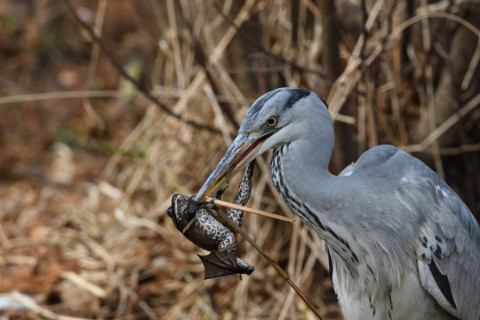 2019/2月 SIGMA150-600C+D500 600mm F8 ss1/1250 ISO800
