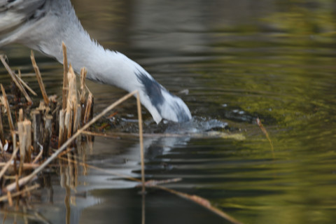 2019/2月 SIGMA150-600C+D500 600mm F6.3 ss1/500 ISO280