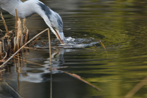 2019/2月 SIGMA150-600C+D500 600mm F6.3 ss1/500 ISO280
