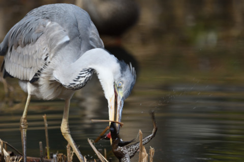 2019/2月 SIGMA150-600C+D500 600mm F6.3 ss1/500 ISO320