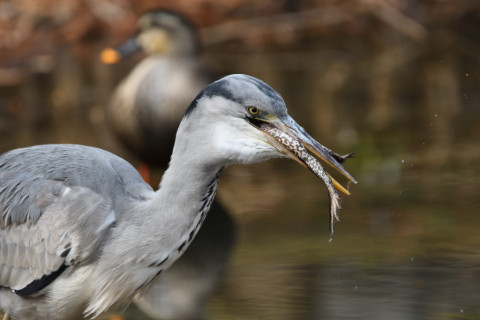 2019/2月 SIGMA150-600C+D500 600mm F6.3 ss1/500 ISO220