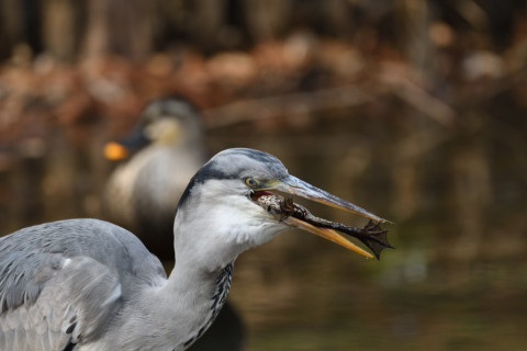 2019/2月 SIGMA150-600C+D500 600mm F6.3 ss1/500 ISO200