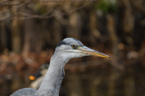 2019/2月 SIGMA150-600C+D500 600mm F6.3 ss1/500 ISO220