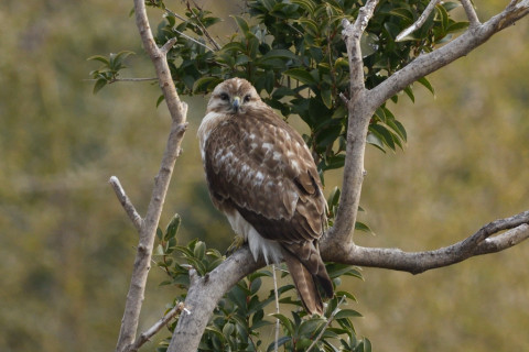 0.5倍トリミング 2019/2月 SIGMA150-600C+D500 600mm F8 ss1/500 ISO1000