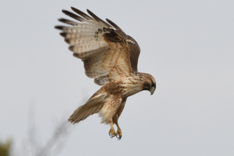 約0.33倍トリミング 2019/2月 SIGMA150-600C+D500 600mm F8 ss1/640 ISO00 AF-C 25点