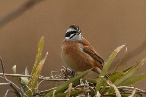 トリミング 2019/2月 SIGMA150-600C+D500 600mm F8 ss1/1250 ISO1600