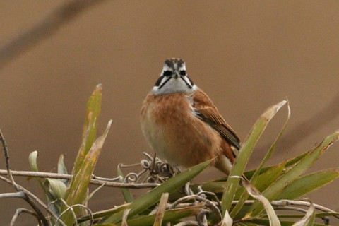 トリミング 2019/2月 SIGMA150-600C+D500 600mm F8 ss1/1250 ISO1600