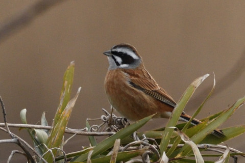 トリミング 2019/2月 SIGMA150-600C+D500 600mm F8 ss1/640 ISO800
