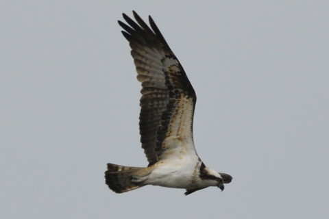 トリミング 2019/2月 SIGMA150-600C+D500 600mm F8 ss1/1250 ISO360 AF-C シングル