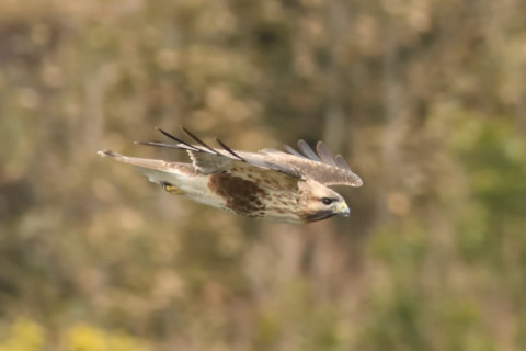 0.5倍トリミング 2019/2月 SIGMA150-600C+D500 600mm F8 ss1/1250 ISO3600 AF-C シングル