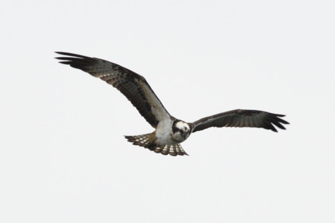 約0.67倍トリミング 2019/2月 SIGMA150-600C+D500 600mm F8 ss1/1250 ISO250 AF-C シングル