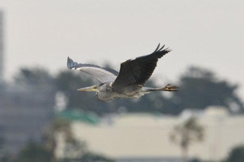 約0.33倍トリミング 2019/2月 SIGMA150-600C+D500 600mm F8 ss1/1250 ISO1000 AF-C シングル