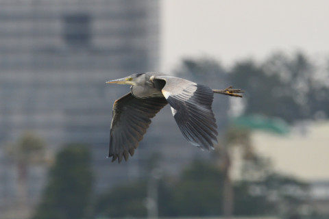 約0.33倍トリミング 2019/2月 SIGMA150-600C+D500 600mm F8 ss1/1250 ISO1000 AF-C シングル