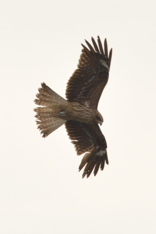 約0.67倍トリミング 2019/2月 SIGMA150-600C+D500 600mm F8 ss1/1250 ISO250 AF-C シングル