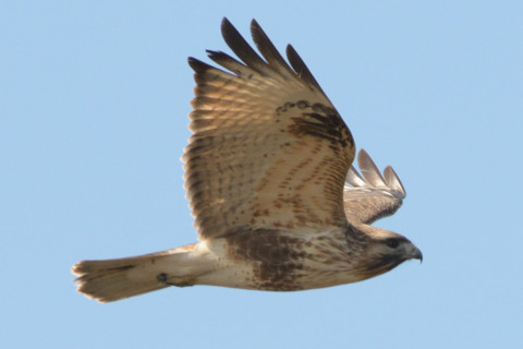 約0.67倍トリミング 2019/2月 SIGMA150-600C+D500 550mm F8 ss1/1250 ISO360 AF-C シングル