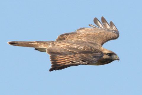 約0.67倍トリミング 2019/2月 SIGMA150-600C+D500 550mm F8 ss1/1250 ISO320 AF-C シングル