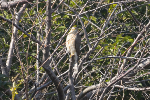 約0.67倍トリミング 2019/2月 SIGMA150-600C+D500 600mm F8 ss1/1000 ISO1800