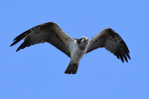 0.4倍トリミング 2019/2月 SIGMA150-600C+D500 600mm F8 ss1/1600 ISO640 AF-C シングル