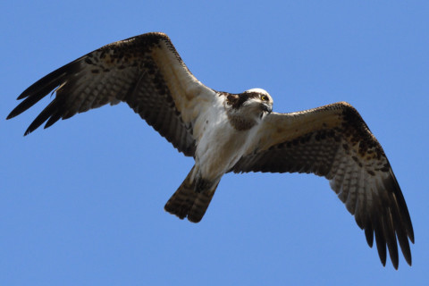 0.4倍トリミング 2019/2月 SIGMA150-600C+D500 600mm F8 ss1/1600 ISO900 AF-C シングル