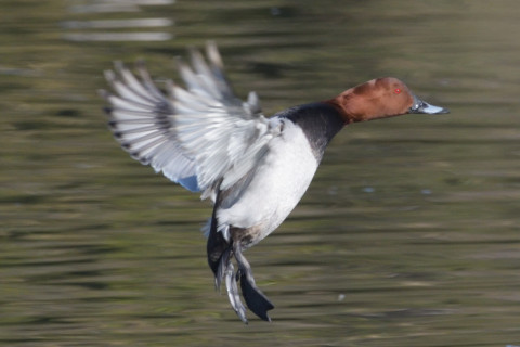 約0.67倍トリミング 2019/2月 SIGMA150-600C+D500 600mm F8 ss1/1600 ISO1100 AF-C シングル