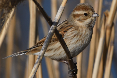 約0.67倍トリミング 2019/2月 SIGMA150-600C+D500 600mm F8 ss1/1250 ISO250