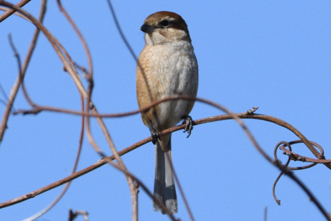 約0.67倍トリミング 2019/2月 SIGMA150-600C+D500 600mm F8 ss1/1600 ISO280