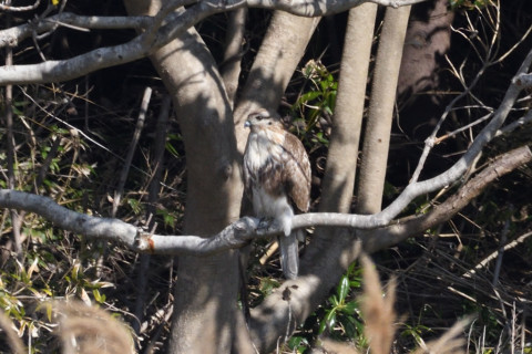 約0.67倍トリミング 2019/2月 SIGMA150-600C+D500 600mm F8 ss1/1600 ISO800