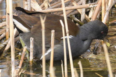 約0.33倍トリミング 2019/2月 SIGMA150-600C+D500 600mm F8 ss1/1250 ISO2000