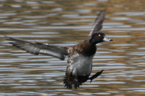 約0.67倍トリミング 2019/2月 SIGMA150-600C+D500 600mm F8 ss1/1000 ISO320 AF-C シングル
