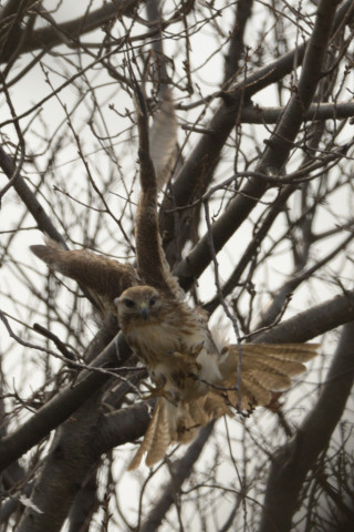 0.5倍トリミング 2019/2月 SIGMA150-600C+D500 600mm F8 ss1/1000 ISO180 AF-C シングル