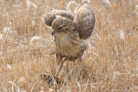 約0.33倍トリミング 2019/2月 SIGMA150-600C+D500 600mm F8 ss1/1000 ISO500