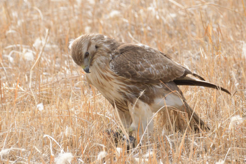 約0.33倍トリミング 2019/2月 SIGMA150-600C+D500 600mm F8 ss1/1000 ISO900