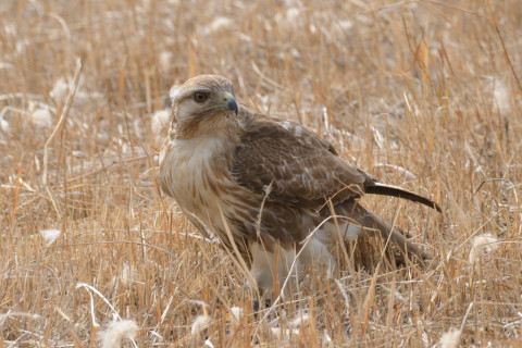 約0.33倍トリミング 2019/2月 SIGMA150-600C+D500 600mm F8 ss1/1250 ISO720